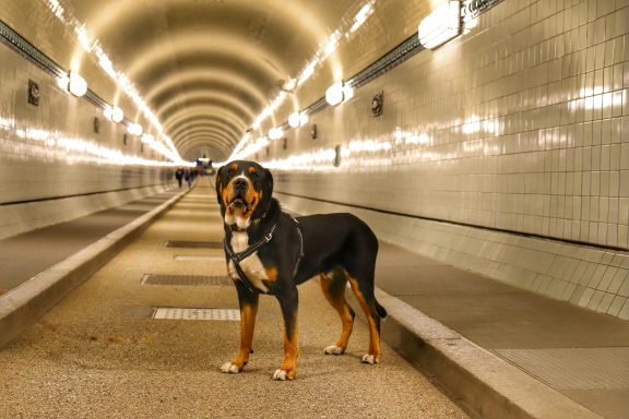 Prinz Heinrich im alten Elbtunnel